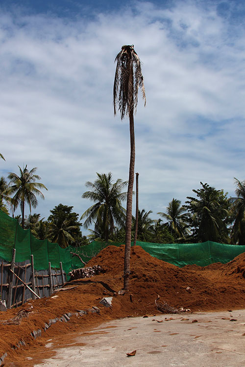 MYD world - thailand koh phangan - local worker - coconuts tree IMG_0381